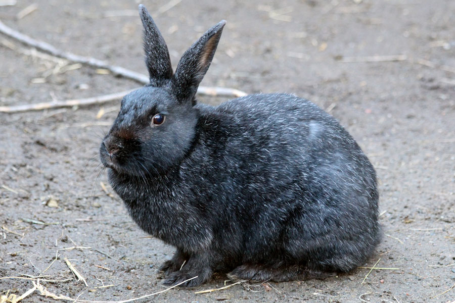 Swedish fur rabbit