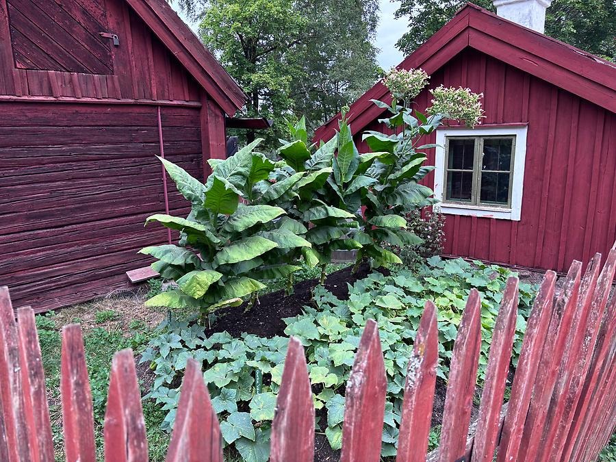 Odling av gurka och tobak